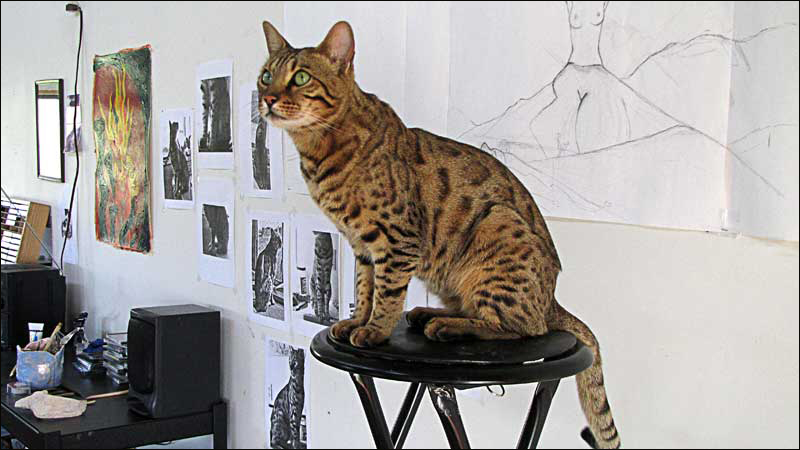 wileys posing for my cat sculpture