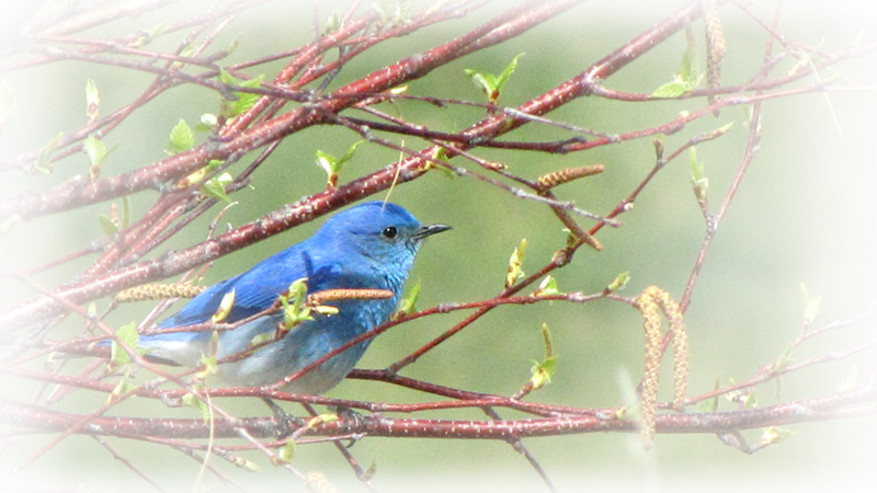 male bluebird